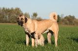 KANGAL 126